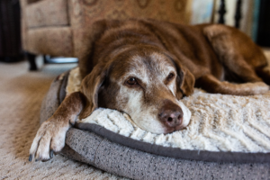 Aging dog lying down