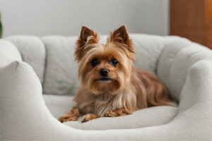 Yorkie lying on a memory foam bed.